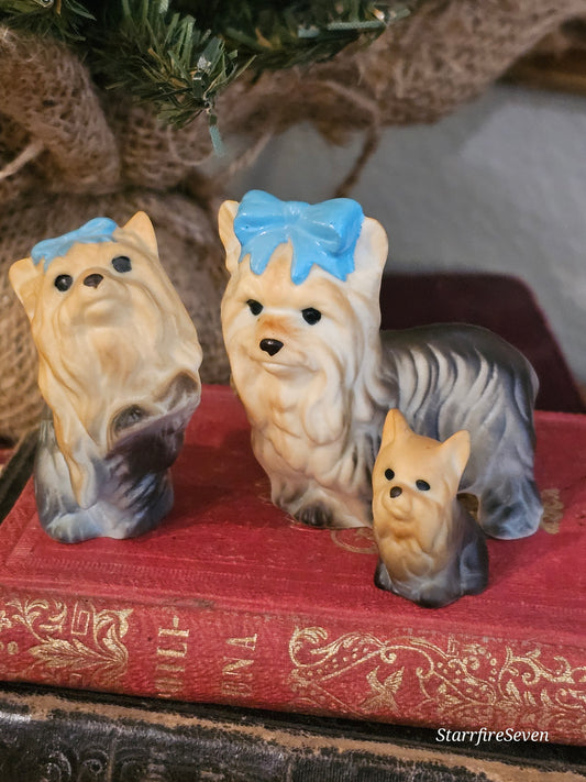 Miniature Yorkies